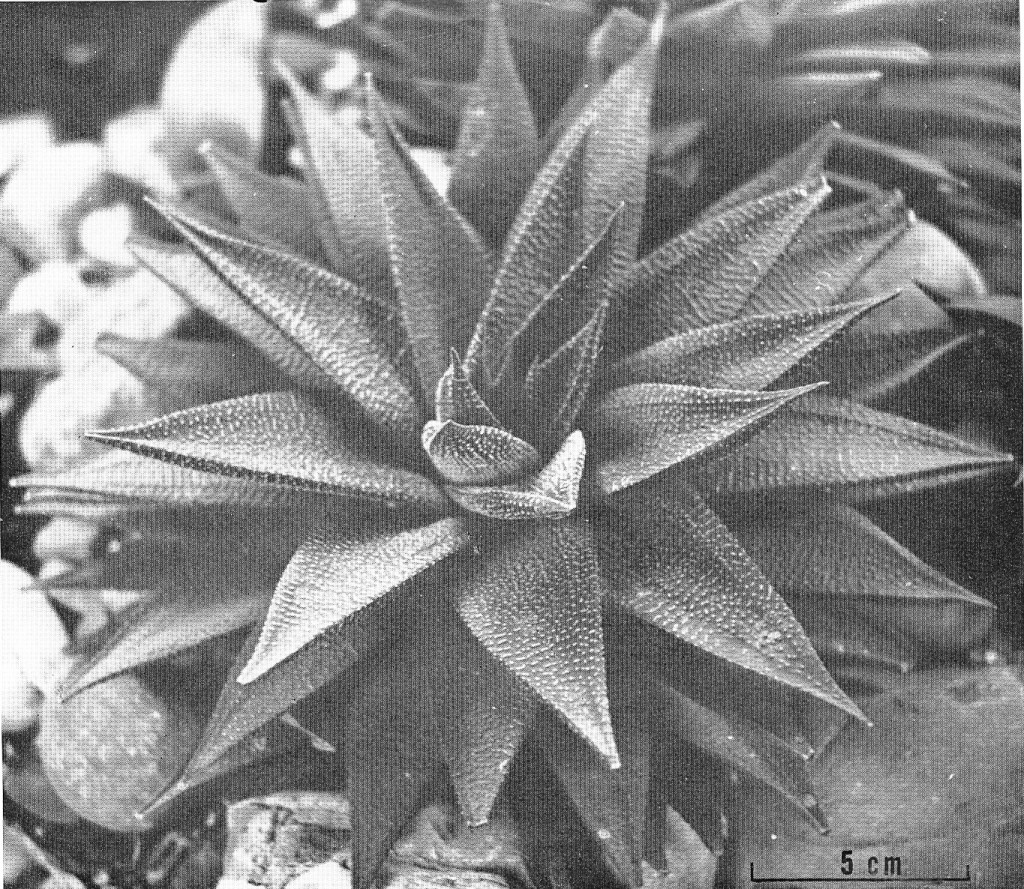 Fig. 2. H. limifolia var gigantea, type.