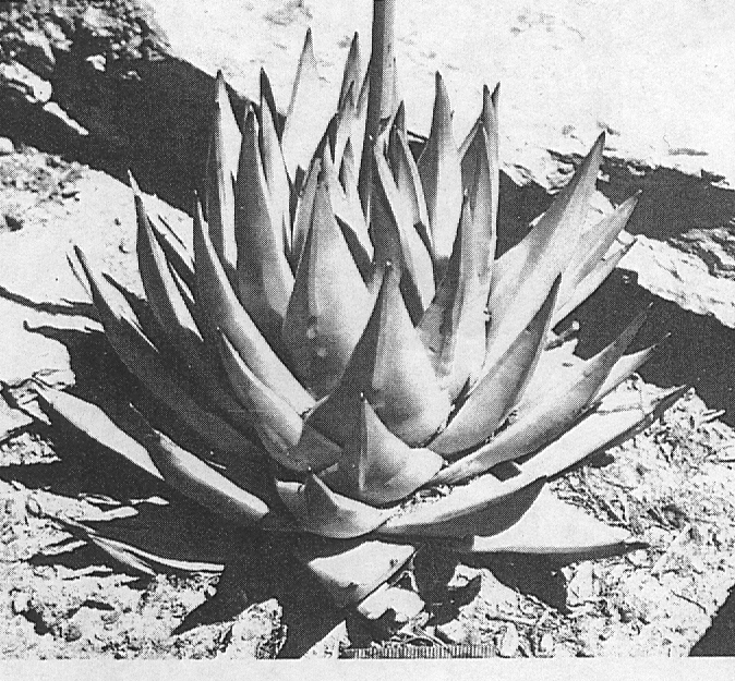 Fig. 5.  H. marginata (Lam.) Stearn, a plant from N. Ashton.