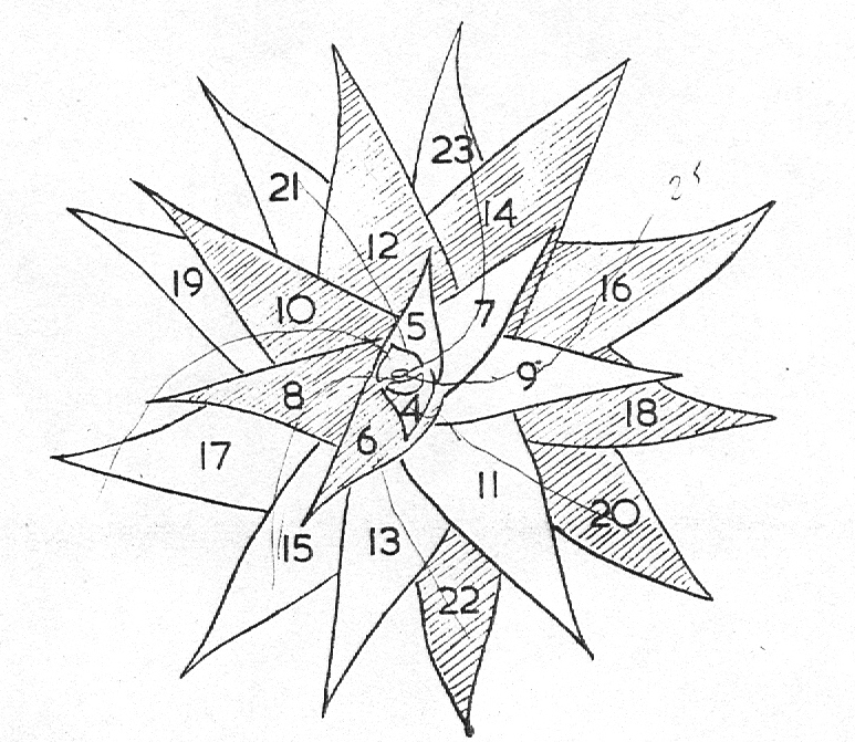 Diagram 1. Leaf arrangement in Haworthia limifolia var. ubomboensis showing the two primary counter spirals.