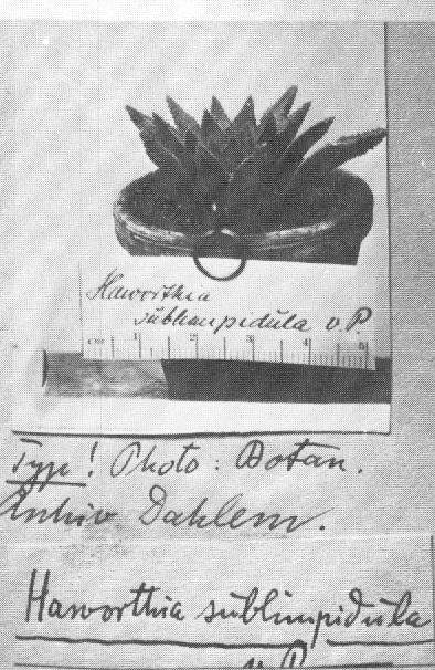Fig. 3 Haworthia sublimpidula VPoeIln. a copy of the pictotype in the Berlin-Dahlem Herbarium.