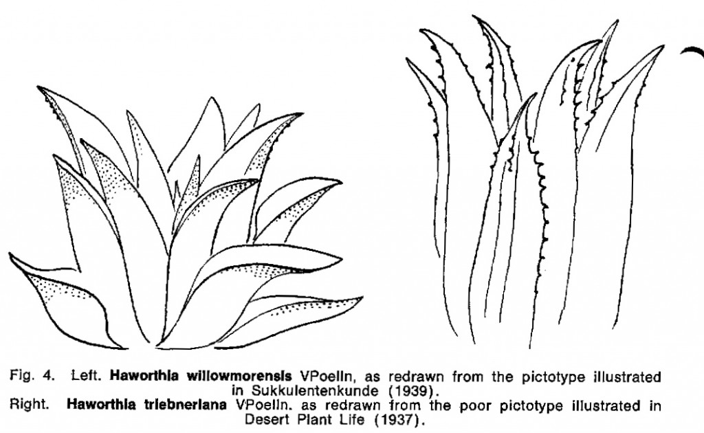 Fig. 4. Left. Haworthia willowmorensis VPoeIIn, as redrawn from the pictotype illustrated in Sukkulentenkunde (1939). Right. Haworthia triebneriana VPoelln. as redrawn from the poor pictotype illustrated in Desert Plant Life (1937).