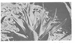 Fig. 3. H. mirabilis var rubrodentata, Genadendal.
