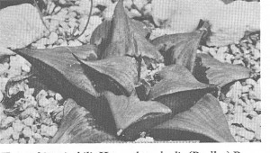 Fig. 8. H. mirabilis subsp. badia, t.loc.