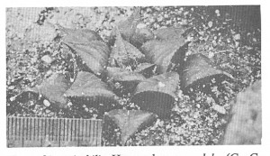 Fig. 9. H. mirabilis subsp. mundula, t.loc.