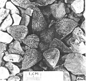 Fig.1. Haworthia emelyae v. Poelln. GGS 5437 received by Smith from Mrs Le Roux per Mrs Ferguson. from near Vanwyksdorp.