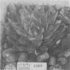 Fig. 12. Haworthia emelyae V. Poelln., GGS 5389, “H. nitidula var. I or H., near Muiskraal, Rivers dale, Dekenah 8/a. = 3458 but smaller. Young plant?”.