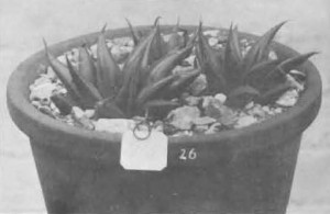 Fig. 2. Haworthia mirabilis Haw., Fourcade 26, H. nitidula V. Poelln. “Venter 15/L.768. Type material. Received from Major H. Venter from Worcester, Swellendam, Caledon, Bredasdorp. Agrees with fig. in Desert Plant Life”.