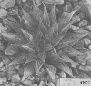 Fig. 3. Haworthia mirabilis Haw., GGS3907, ”Greyton, Venter 15”.