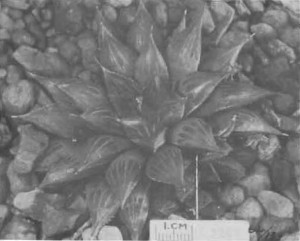 Fig. 4. Haworthia mirabilis Haw., GGS3266, “H. nitidula var. A., Bredasdorp, Otzen. = 3907 but leaves and end-awn shorter, tip area more swollen, less acuminate, 2 keels, back more spotted, 5—7 face lines’ (note the reference to two keels because H. altilinea var. bicarinata Triebner is most certainly synonymous with H. mirabilis).