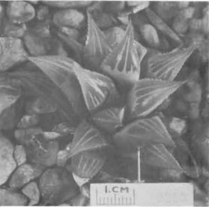 Fig. 6. Haworthia mirabilis Haw., GGS 3253, “H. nitidula var. E., Bredasdorp, Mrs. Reid. =3429 but darker green. Compared with nitidula not as acuminate, margins and keel less toothed, 3—7 face lines”.