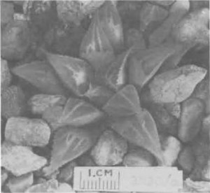 Fig. 8. Haworthia mirabilis Haw., GGS3830a, “H. nitidula var G sent with 3830. =3830 but tip area more rounded and more shining, more teeth on margins and keel, only 3 short face lines, of which one reaches tip”.