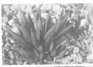 Fig.2. Haworthia angustifolia Haw. from Oudekraal, Somerset East.