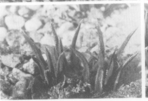 Fig.4. Haworthia angustifolia “var. paucifolia” Smith from Coombs, Grahamstown, the type locality.