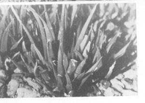 Fig.5. Haworthia angustifolia “var. grandis” Smith from Coombs, Grahamstown.