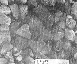 Fig. 2. GGS 3430 Haworthia mutica Haw. from Bonnievale – “H. pygmaea var. B. Smith”.