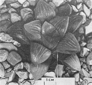 Fig. 4. GGS 5061 Haworthia mutica Haw. from Swellendam – “H. retusa var. J. Smith”.