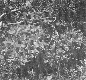 Fig. 5. GGS 5377a Haworthia retusa (L.) Duv. from E. Riversdale – “H. retusa var”. (H. geraldi Scott). A large clump.