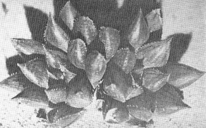 Fig. 4. Haworthia maculata (vPoelln.) Bayer 164. NW Brandvlei Dam.