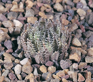 Haworthia herbacea var. paynei JDV96/41 McGregor. A smaller plant and the flowers have pinkish upper lobes with traces of green, whereas the lower lobes are whiter