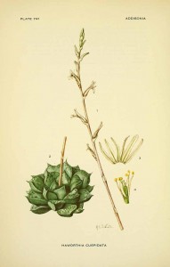 H. cuspida - Addisonia, vol. 23 t. 741 (1954-1959) [M.E. Eaton] 162903