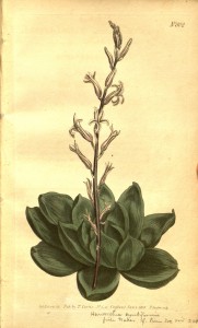 H. cymbiformis - Curtis’s Botanical Magazine, vol. 21 t. 802 (1805) [S.T. Edwards]8067