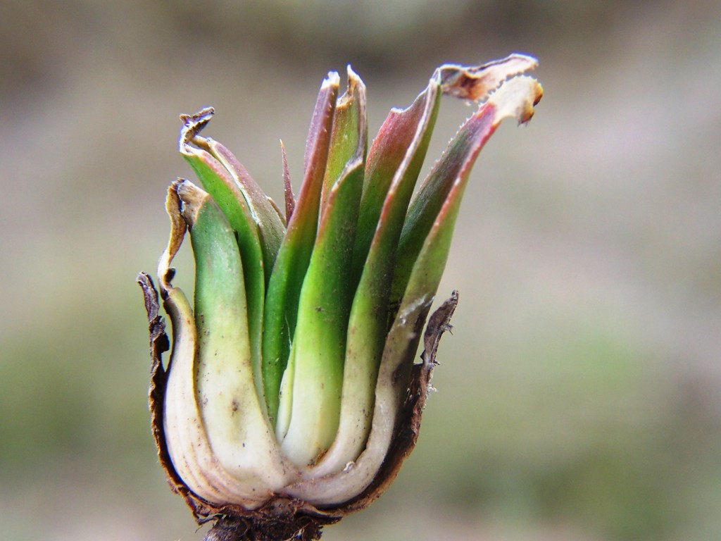 7722 H. floribunda. Appelbos 068