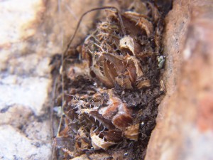 12.4 7865 H. cf. arachnoidea.  Keurkloof, SE Dedooorns 004