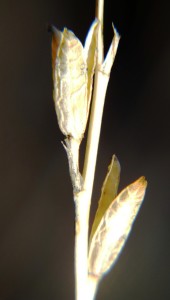 5.24 7991a H. maculata, Ouhoekberg E