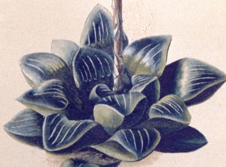 Fig. 1 H. mutica. Kew herbarium.  The type.