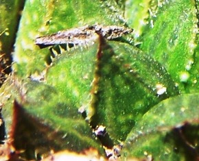 maculata + 002 - leaf back