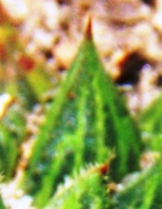 maculata + 002 - leaf face