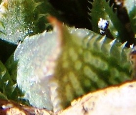 maculata + 004 - leaf back
