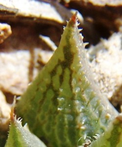 maculata + 004 - leaf face