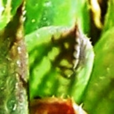 maculata + 005 - leaf back