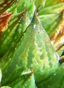 maculata + 005 - leaf face