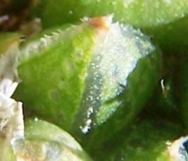 maculata + 006 - leaf back