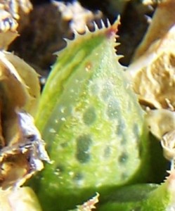 maculata + 006 - leaf face