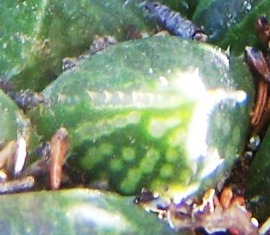 maculata + 007 - leaf back