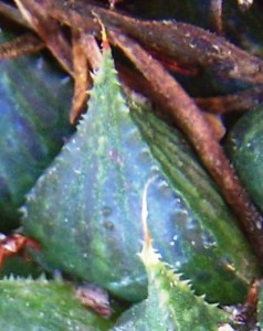 maculata + 007 - leaf face