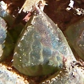 maculata + 025 - leaf face