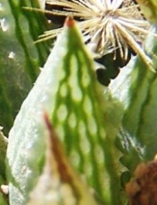 maculata + 028 - leaf back