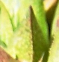 maculata + 033 - leaf back
