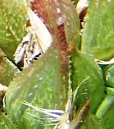 maculata + 035 - leaf back
