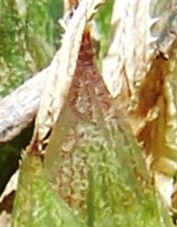 maculata + 035 - leaf face