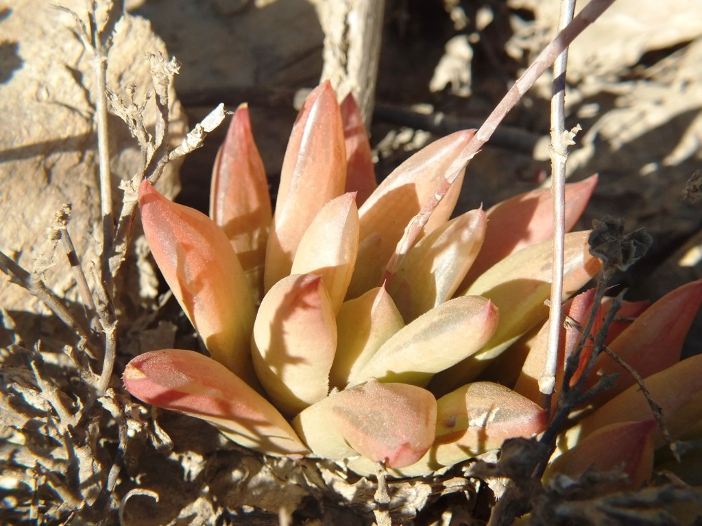 Fig. 2 7895 H. retusa 'turgida', Diepkloof, Malgas