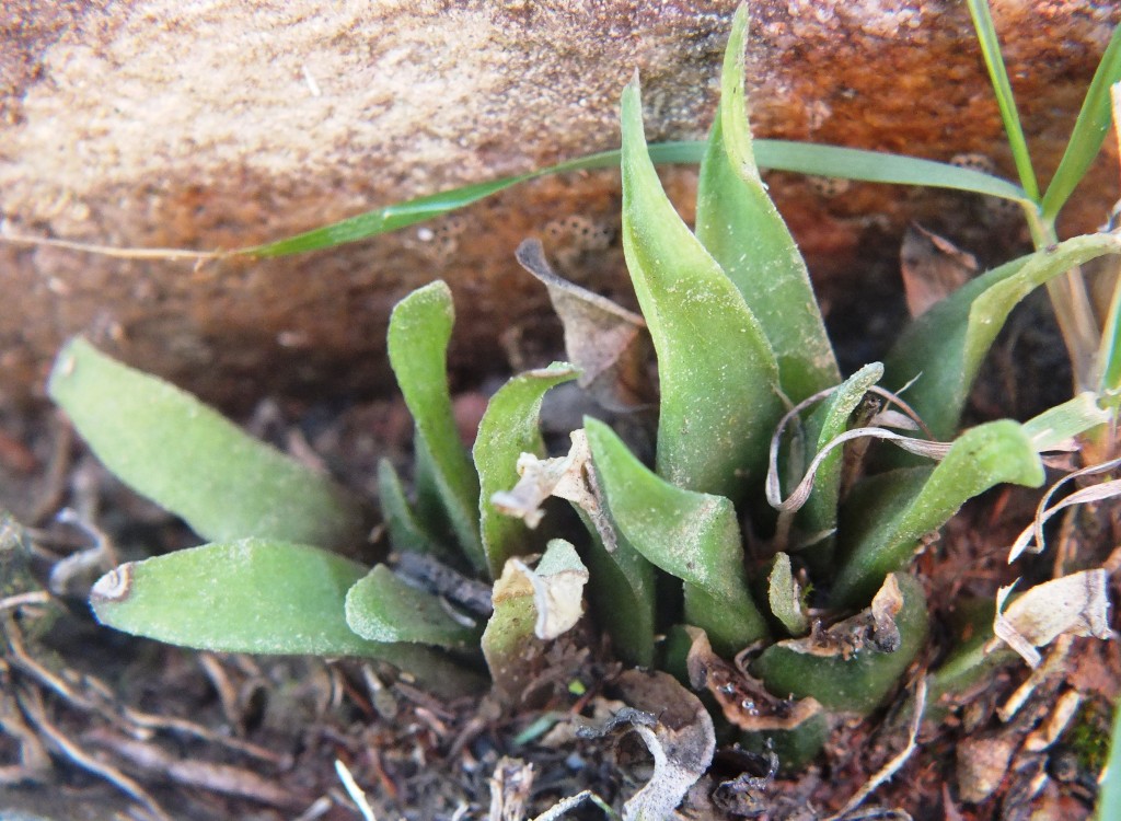 Fig. 4 7998 H. floribunda, Kruisrivier N, Riversdale