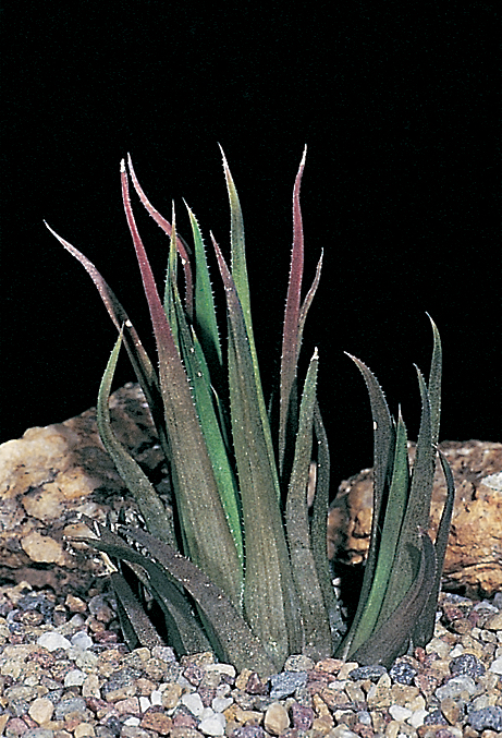 Haworthia angustifolia var. angustifolia JDV92/86 Coombs. Leaves are usually erect and straight.