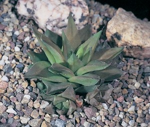 Haworthia angustifolia var. baylissii co-type, Oudekraal. Only recorded from the Zuurberg at one locality, and most plants in the population have much narrower leaves than as described. This plant was grown at Kirstenbosch.
